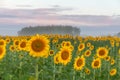 Sunrise over the field of sunflowers against a cloudy sky. Beautiful summer landscape. selective focus Royalty Free Stock Photo