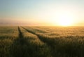 sunrise over a field of wheat against a blue sky in misty spring weather with a dirt road leading to the horizon june poland Royalty Free Stock Photo