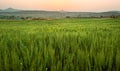 Sunrise over field of wheat Royalty Free Stock Photo