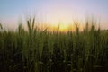 Sunrise over field of wheat Royalty Free Stock Photo