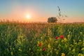 Sunrise over a field of wheat and wildflowers at the edge of the field Royalty Free Stock Photo