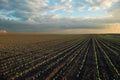 Sunrise over a field of young corn Royalty Free Stock Photo