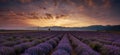 Sunrise over fields of lavender in the bulgaria Royalty Free Stock Photo