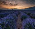 Sunrise over fields of lavender in the bulgaria Royalty Free Stock Photo