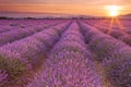 Sunrise over fields of lavender in the Provence, France Royalty Free Stock Photo