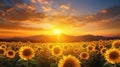 The sunrise over the fields of sunflower Royalty Free Stock Photo