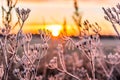 Sunrise over a frozen field