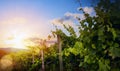 Sunrise over grape Vineyard; summer winery region morning landscape Royalty Free Stock Photo