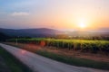 Sunrise over grape Vineyard; summer winery region morning landscape