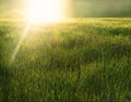 Sunrise over a green field Royalty Free Stock Photo