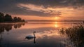 Sunrise over the Haltern reservoir with a single swan Royalty Free Stock Photo