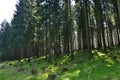 Sun shining through spruce trees in Solling Nature Park