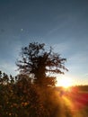 Sunrise over hedgerow