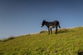 Wild Coast, Transkei, open beaches, steamy jungle or coastal forests, rugged and unspoiled Coastline South Africa Royalty Free Stock Photo