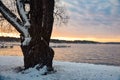 Sunrise Over Lake Geneva with Large Willow Tree in the snow Royalty Free Stock Photo