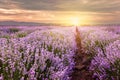 Sunrise over lavender field in Bulgaria Royalty Free Stock Photo