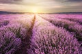 Sunrise over lavender field in Bulgaria Royalty Free Stock Photo