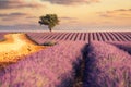 Sunrise over lavender fields in Provence, Southern France Royalty Free Stock Photo