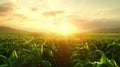 Sunrise Over Lush Green Cornfield Landscape Royalty Free Stock Photo