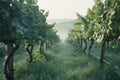 Sunrise over the lush vineyard in the serene countryside Royalty Free Stock Photo