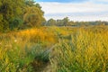 Sunrise over the Millingerwaard landscape with walking path between high growing wild herbs