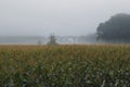 Mist above agriculture maize, corn field Royalty Free Stock Photo