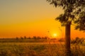 Sunrise over a misty field