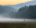 Sunrise over misty meadow with male bull elk grazing