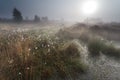 Sunrise over misty swamp with cotton grass