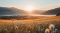 Sunrise over misty valley, wildflowers, mountains Royalty Free Stock Photo
