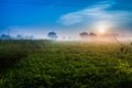 Sunrise over mustard field