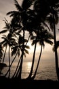 Sunrise over the Ocean in Pahoa, Hawaii