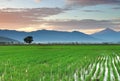 Sunrise over paddy field Royalty Free Stock Photo