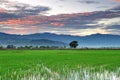 Sunrise over paddy field Royalty Free Stock Photo