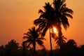 Sunrise over the palm trees