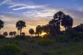 Sunrise Over Palm Trees In A Prairie Royalty Free Stock Photo
