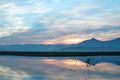 Sunrise over partially submerged dead tree branches in Lake Isabella in the Sierra Nevada mountains in central California USA