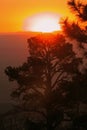 Sunrise over pine tree Royalty Free Stock Photo