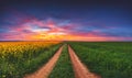 Sunrise over the rapeseed and wheat field, beautiful spring day. Path in the fields. Royalty Free Stock Photo