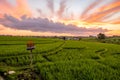 Dawn over rice terraces with an altar for offerings. Royalty Free Stock Photo