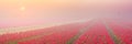 Sunrise over rows of blooming tulips, The Netherlands Royalty Free Stock Photo