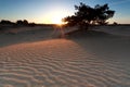 Sunrise over sand dune and pine tree Royalty Free Stock Photo