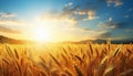 Sunrise over serene countryside vibrant wheat fields and clear blue sky with fluffy white clouds Royalty Free Stock Photo