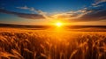 Sunrise over serene countryside vibrant wheat fields and clear blue sky with fluffy white clouds Royalty Free Stock Photo