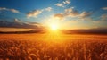 Sunrise over serene countryside vibrant wheat fields and clear blue sky with fluffy white clouds Royalty Free Stock Photo