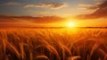 Sunrise over serene countryside vibrant wheat fields and fluffy white clouds on clear blue sky Royalty Free Stock Photo