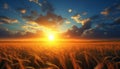 Sunrise over serene countryside vibrant wheat fields and fluffy white clouds on clear blue sky Royalty Free Stock Photo