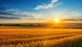 Sunrise over serene countryside vibrant wheat fields and fluffy white clouds on clear blue sky Royalty Free Stock Photo