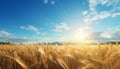 Sunrise over serene countryside vibrant wheat fields and fluffy white clouds in clear blue sky Royalty Free Stock Photo