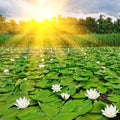 Sunrise over a spring lake